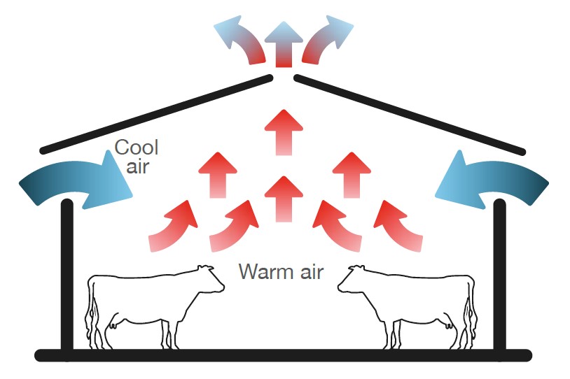 A diagram showing that heat from larger cattle drives airflow in sheds with sufficient openings.